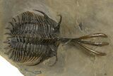 Trident Walliserops Trilobite - Exceptional Preparation #328635-2